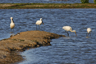 Spoonbill (Platalea leucorodia)