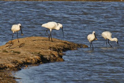 Spoonbill (Platalea leucorodia)