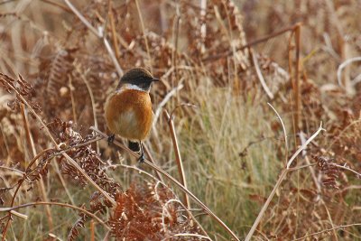 Stonechat (Saxicola torquata)