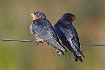 Barn Swallow (Hirundo rustica)