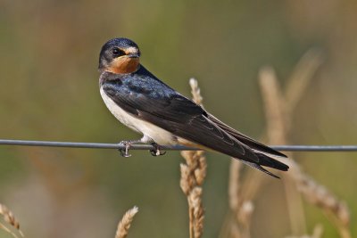 Barn Swallow (Hirundo rustica)