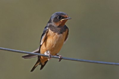 Barn Swallow (Hirundo rustica)