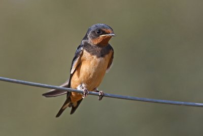 Barn Swallow (Hirundo rustica)