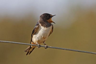 Barn Swallow (Hirundo rustica)