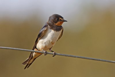 Barn Swallow (Hirundo rustica)