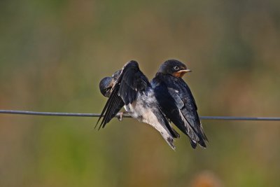 Barn Swallow (Hirundo rustica)