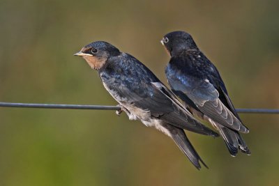 Barn Swallow (Hirundo rustica)