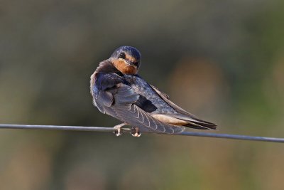 Barn Swallow (Hirundo rustica)