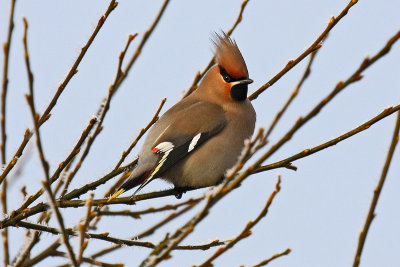 Waxwing (Bombycilla garrulus)