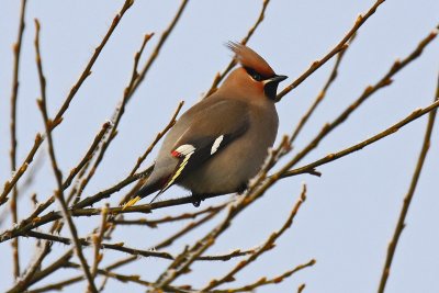 Waxwing (Bombycilla garrulus)