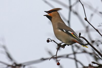 Waxwing (Bombycilla garrulus)