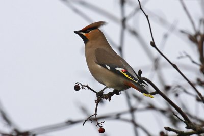 Waxwing (Bombycilla garrulus)