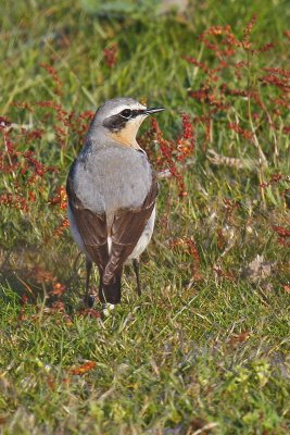 Greenland Wheatear (Oenanthe oenanthe leucorhoa)