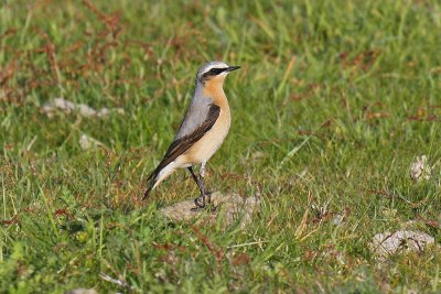 Greenland Wheatear (Oenanthe oenanthe leucorhoa)