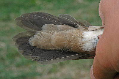 Savi's Warbler (Locustella luscinioides)