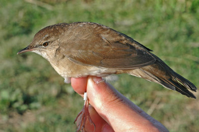 Savi's Warbler (Locustella luscinioides)