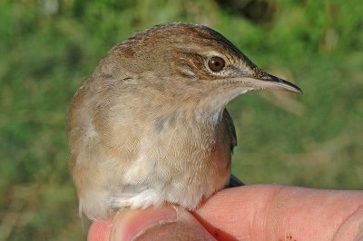 Savi's Warbler (Locustella luscinioides)