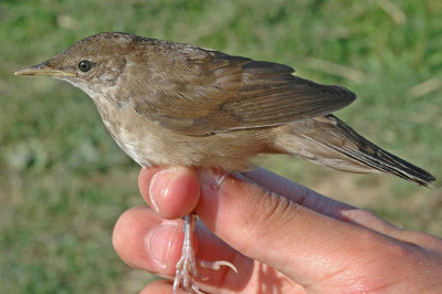 Savi's Warbler (Locustella luscinioides)