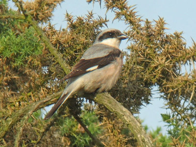 Lesser Grey Shrike (Lanius minor)