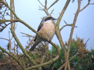 Lesser Grey Shrike (Lanius minor)