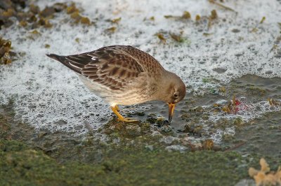 Purple Sandpiper (Calidris maritima)