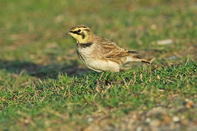 Shorelark (Eremophila alpestris)