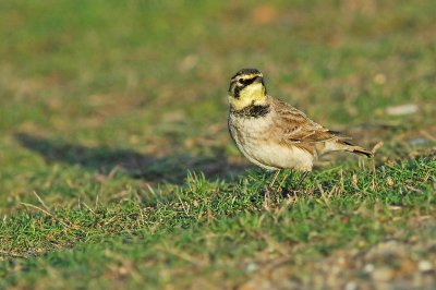 Shorelark (Eremophila alpestris flava)