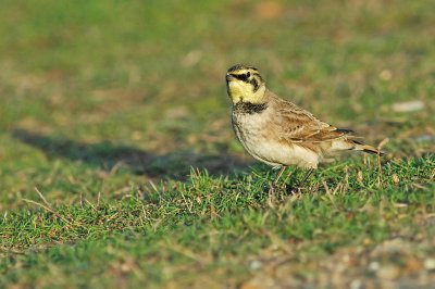 Shorelark (Eremophila alpestris flava)