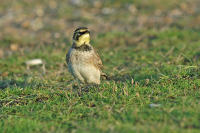 Shorelark (Eremophila alpestris flava)