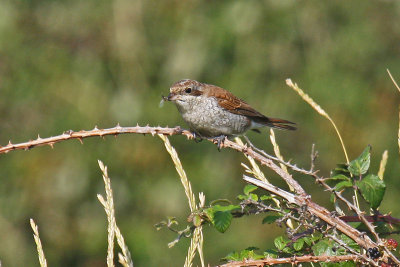 Red-backed Shrike (Lanius collurio)