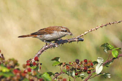 Red-backed Shrike (Lanius collurio)