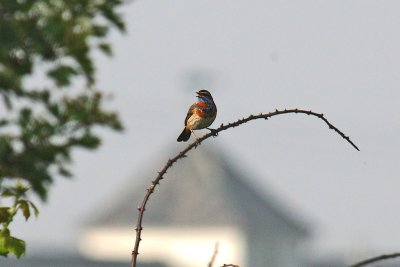 Red-spotted Bluethroat (Luscinia svecica svecica)
