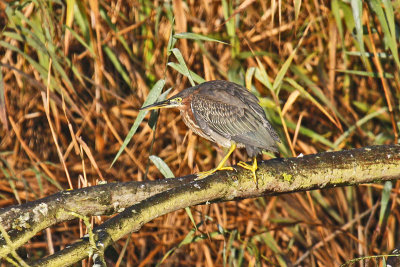 Green Heron (Butorides virescens)