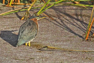 Green Heron (Butorides virescens)