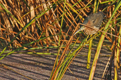 Green Heron (Butorides virescens)