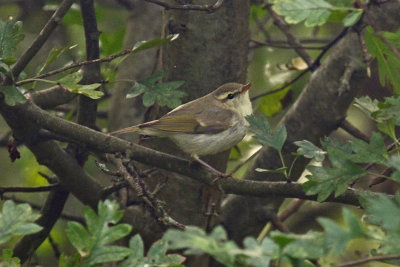 Greenish Warbler (Phylloscopus trochiloides)