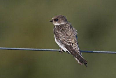 Sand Martin (Riparia riparia)
