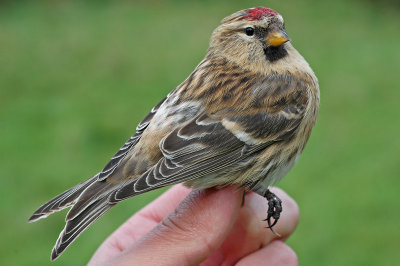 Lesser Redpoll (Carduelis cabaret)