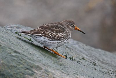 Purple Sandpiper (Calidris maritima)