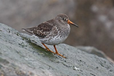 Purple Sandpiper (Calidris maritima)