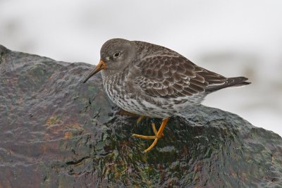 Purple Sandpiper (Calidris maritima)