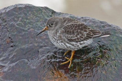 Purple Sandpiper (Calidris maritima)