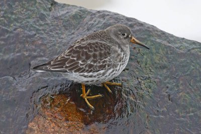 Purple Sandpiper (Calidris maritima)