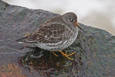 Purple Sandpiper (Calidris maritima)