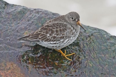 Purple Sandpiper (Calidris maritima)