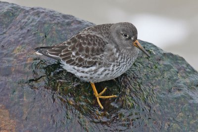 Purple Sandpiper (Calidris maritima)