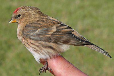 Lesser Redpoll (Carduelis cabaret)