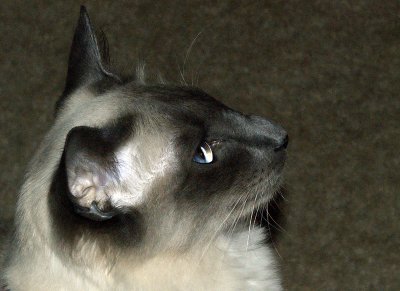 _DSC0737.jpg