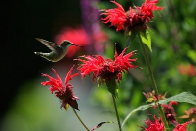Le colibri ou oiseau mouche est le plus petit oiseau au monde.