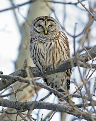 La chouette raye est gris et brun pour mieux se camoufler dans la fort. Sa tte est grosse et ses yeux sont grands et bruns.